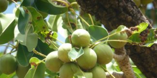 karité